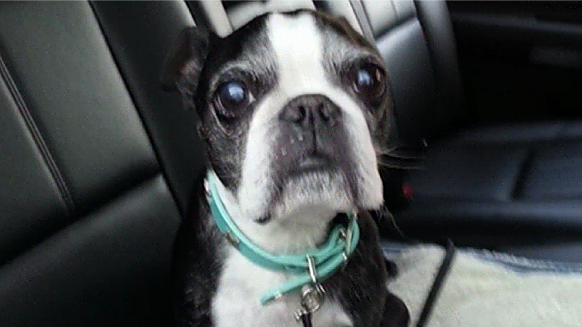 15 year hot sale old boston terrier